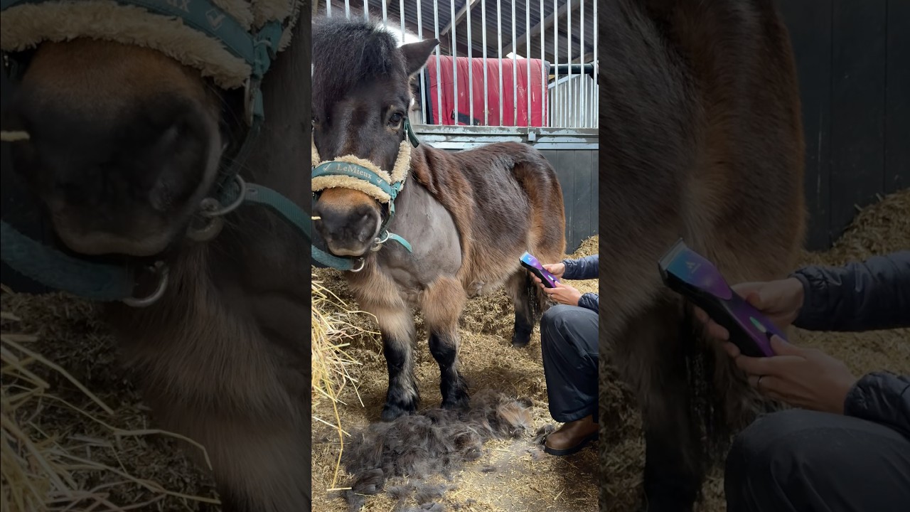 Behind the scenes during a Practical Clipping Lesson With The Horse Barber And ‘Spud’ #horseclipping