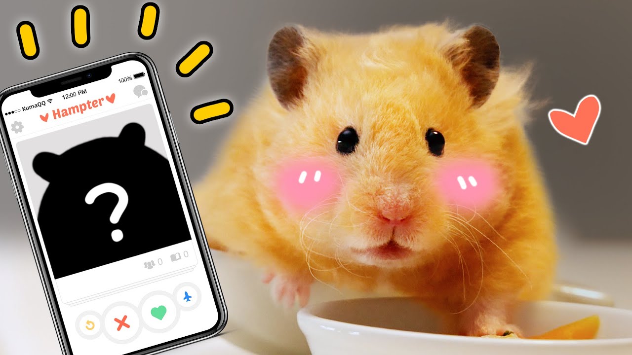 Я нашла своему хомяку парня? I Found My Hamster A Boyfriend?