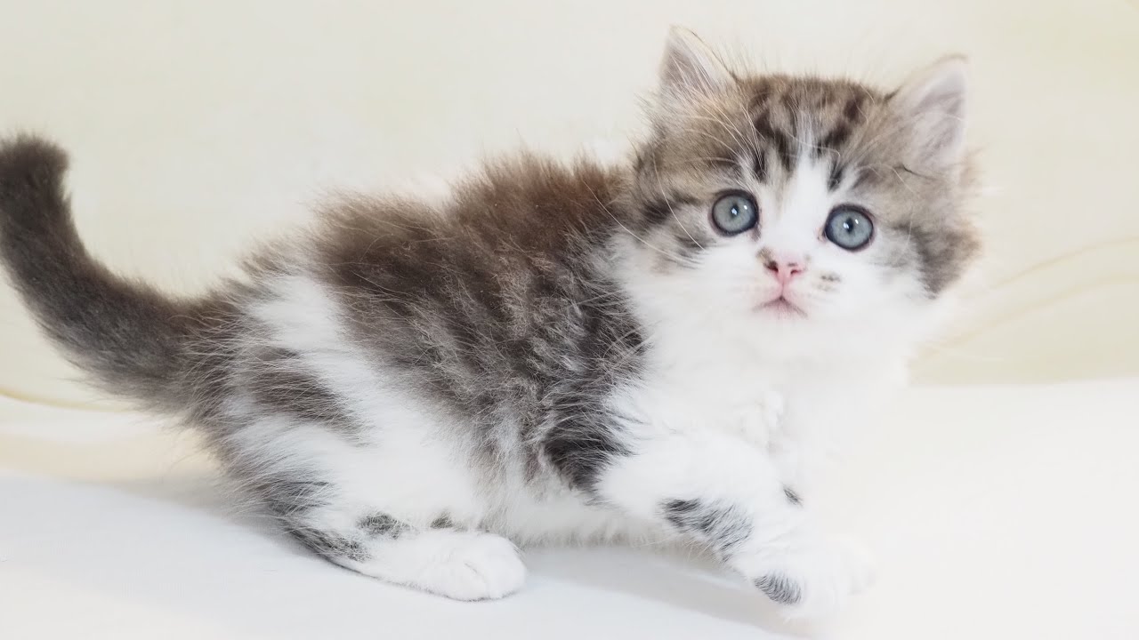 Scottish Straight Longhair Male with Brown(Black) Mackerel Tabby & White