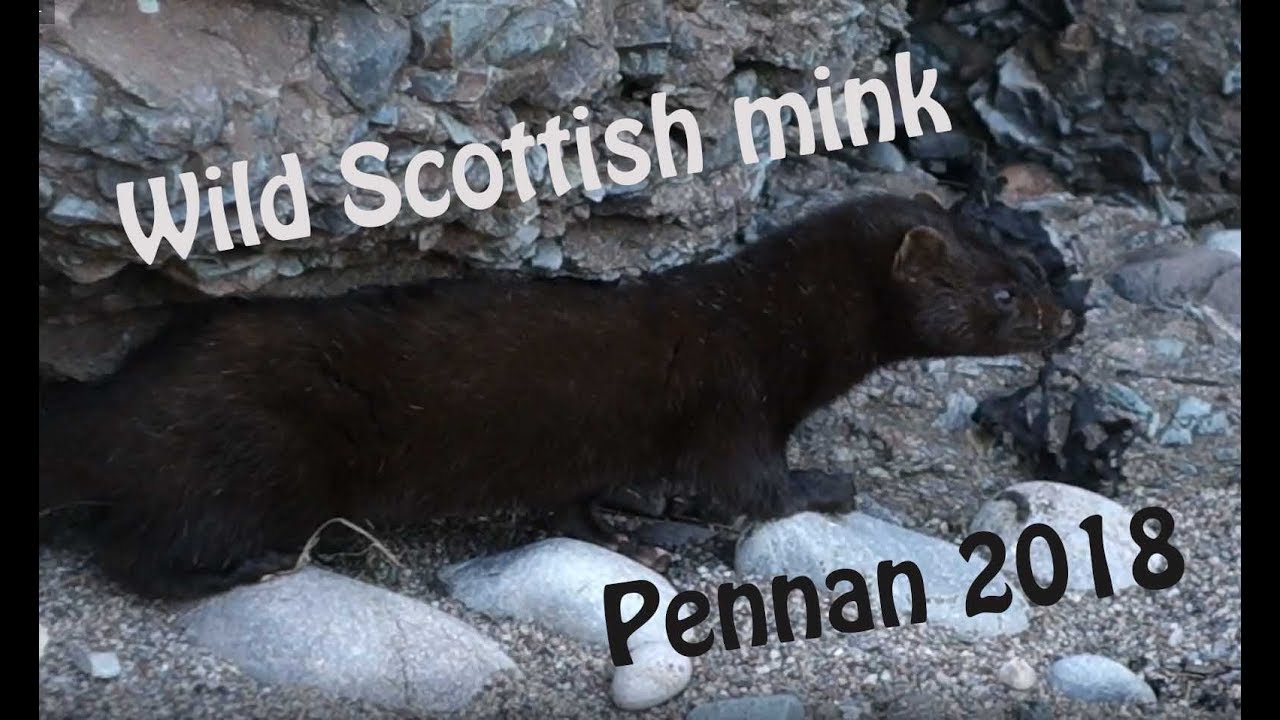 Pennan mink