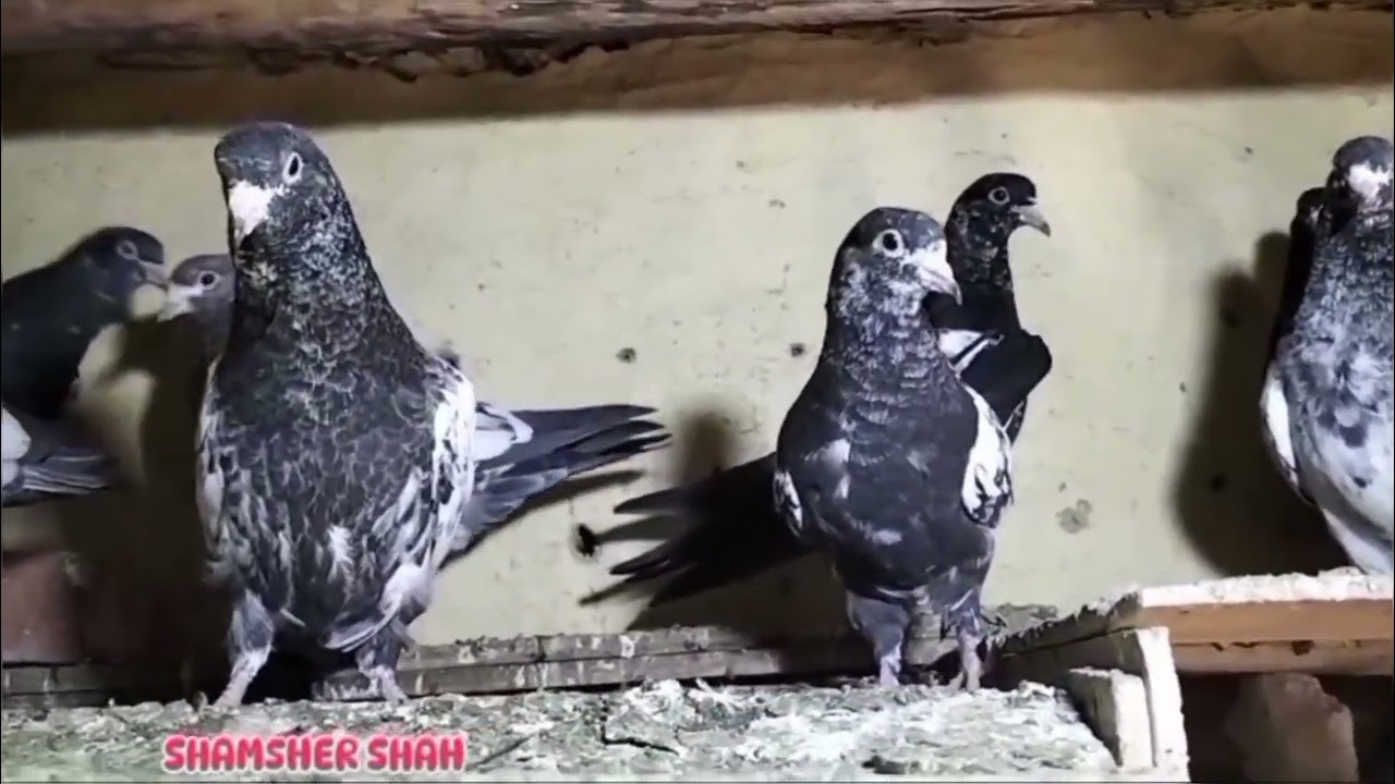 Rampuri Pigeon lovers up22 😊