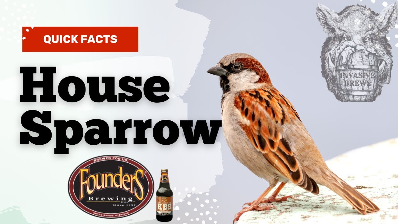 Quick Facts: European House Sparrow