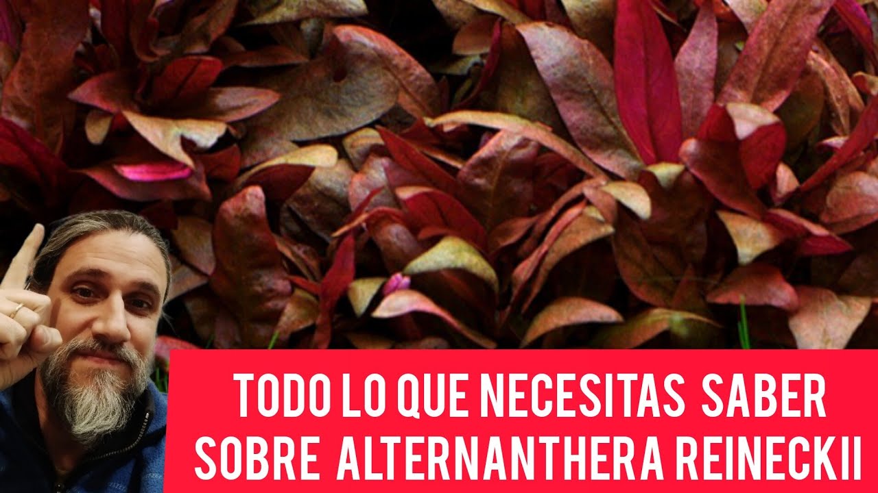 Todo lo que necesitas saber sobre Alternanthera reineckii #aquascaping #aquariumplants #acuariofilia