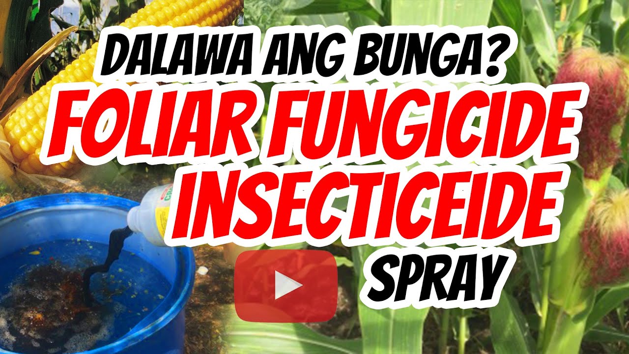 SPRAY FOLIAR / Insecticide and Fungicide sa ating MAISAN