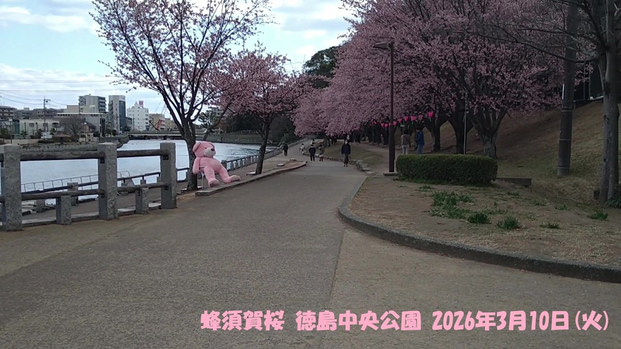蜂須賀桜 徳島中央公園 2026年3月10日(火)