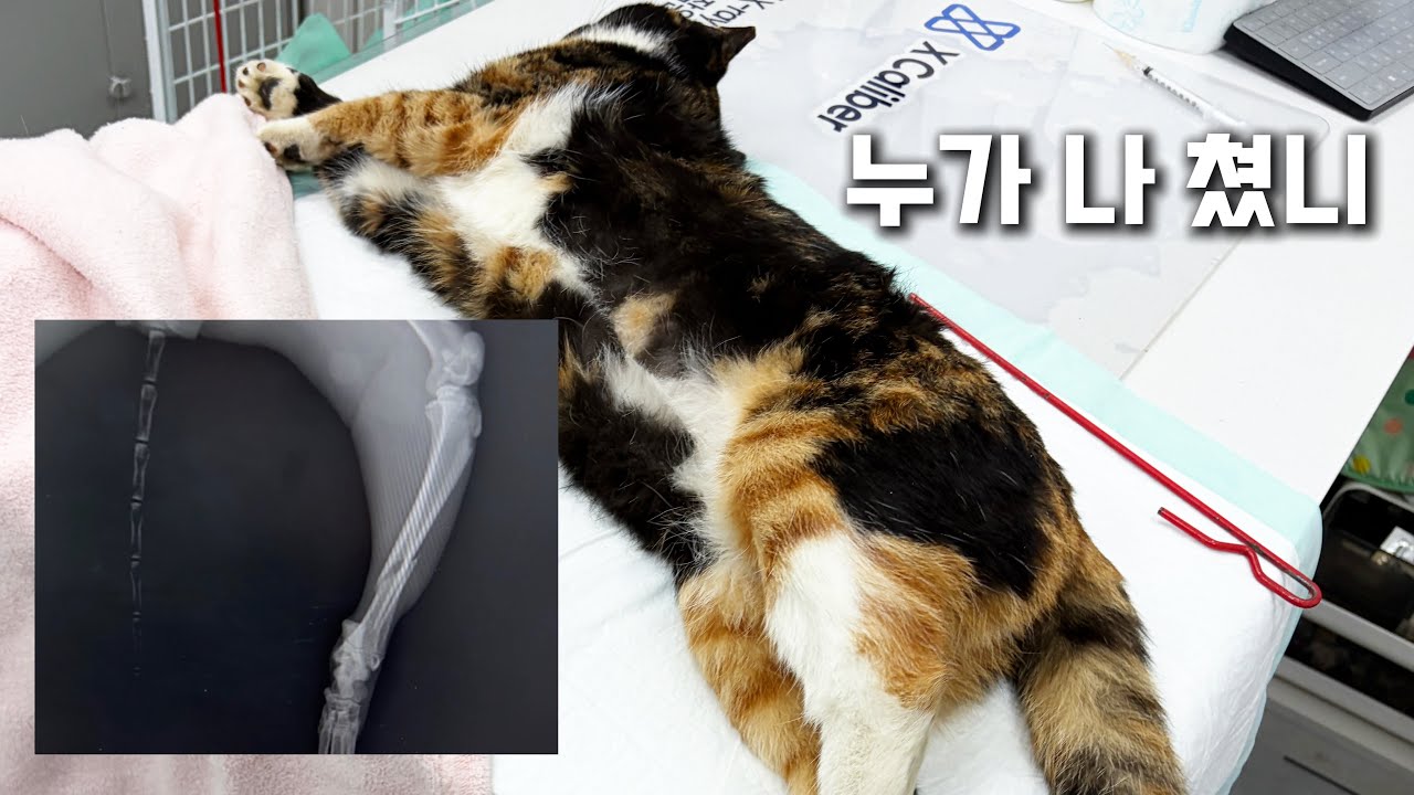 고양이 다리가 골절돼서 나타났어요
