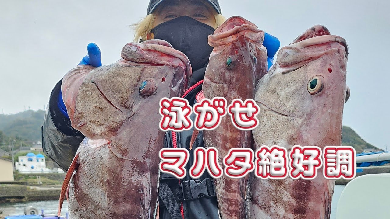 すどう丸さん/泳がせマハタ