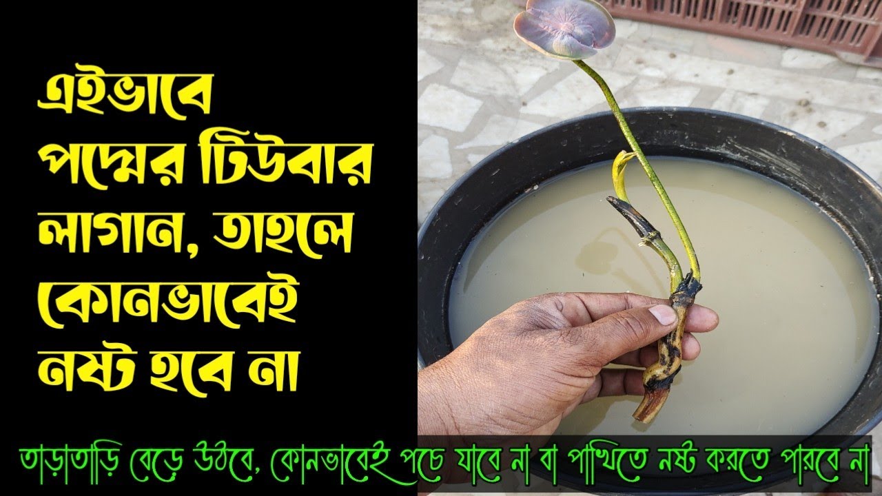 পদ্মের টিউবার লাগানোর সবথেকে ভালো পদ্ধতি