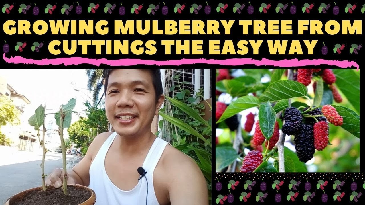 🔴 GROWING MULBERRY TREE FROM CUTTINGS THE EASY WAY | MULBERRY IN THE PHILIPPINES