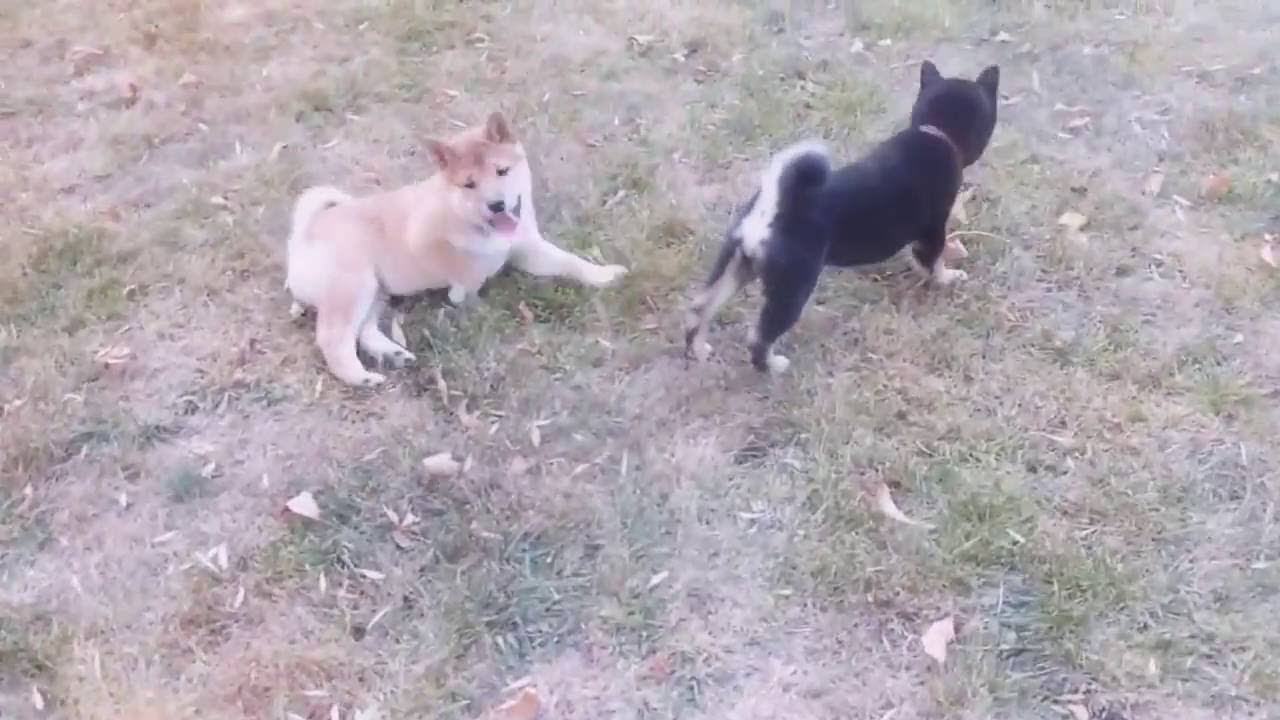 AKC Pure Bred Shiba Inu Puppies Play Date
