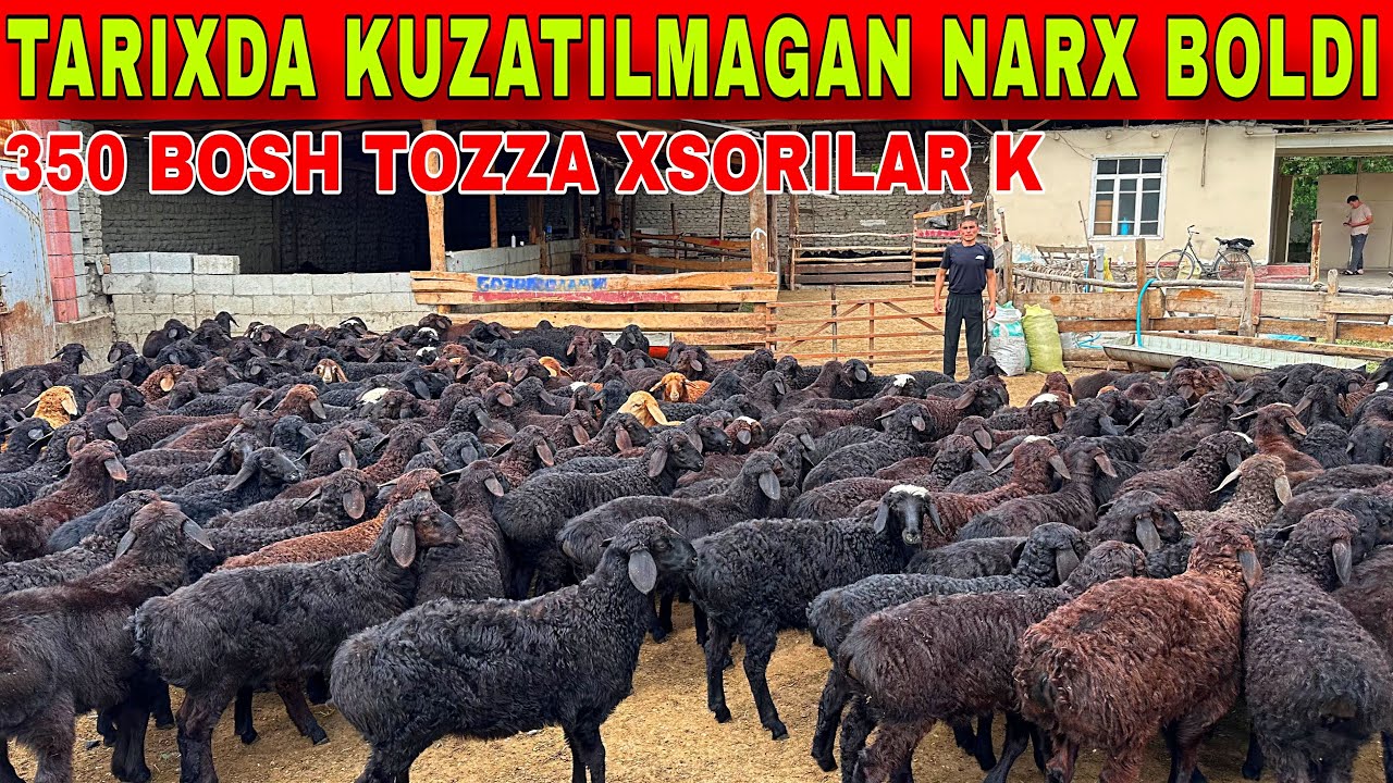 OZODBEK 100 $ DAN NARXNI TUSHIRIB YUBORDI ENDI SHOSHILING