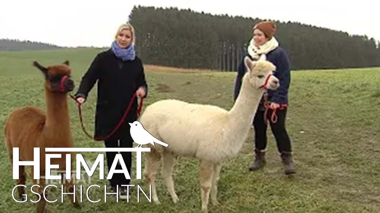 Heimatgschichtn - Alpakas in Wartenberg