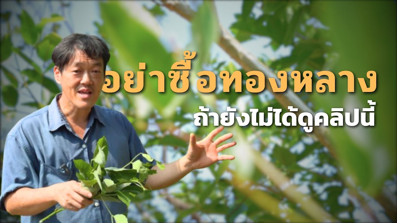 ทองหลางเหมือนกัน แต่ไม่ใช่ทุกพันธ์จะเลี้ยงเชื้อได้ พี่นที