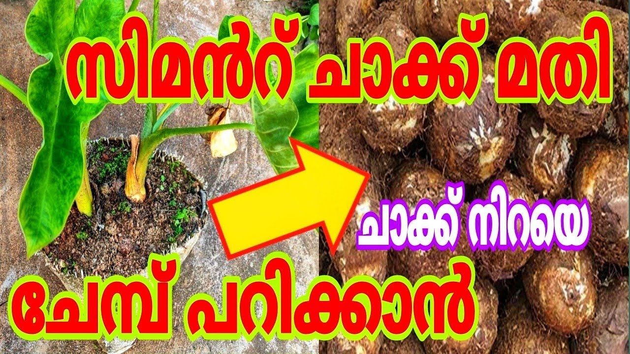 ഇത്ര ഈസി ആയിരുന്നോ? ചേമ്പ് കൃഷി | Chembu krishi malayalam