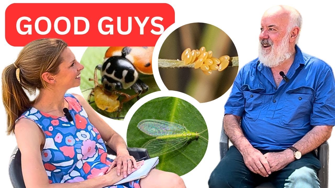 3 bugs you NEED in Your Veggie Patch (they EAT the bad guys) and how to attract them - Dr Paul Horne