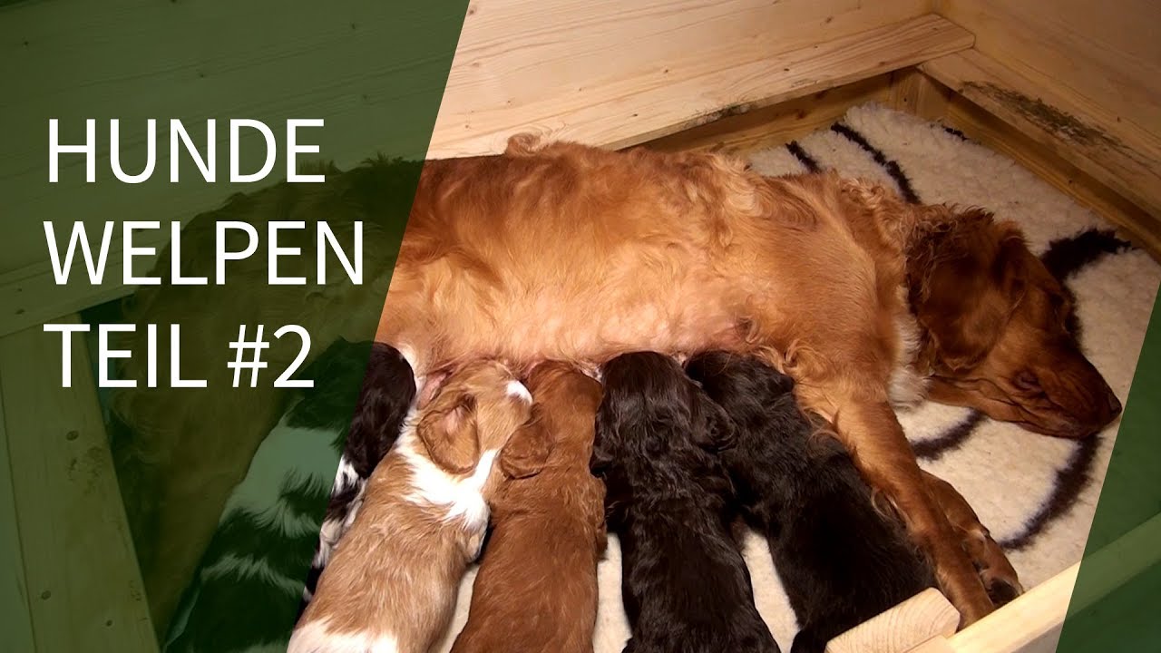 Hundewelpen ► Ria`s Hundewelpen Teil #2