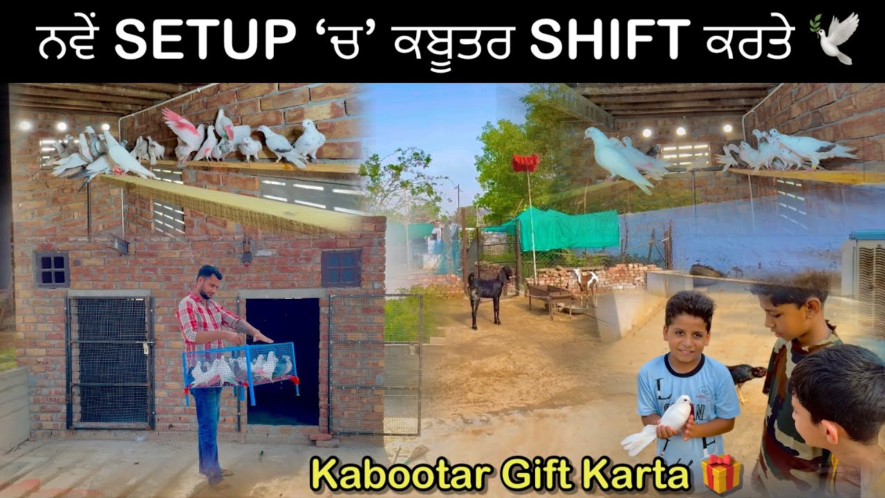 ਨਵੇਂ ਖੁਡਿਆਂ ‘ਚ’ ਕਬੂਤਰ Shift ਕਰਤੇ🕊️|| ਕਬੂਤਰ Gift ਦੇਤਾ ਬੱਚਿਆਂ ਨੂੰ 🎁🕊️❤️|| #kabootar