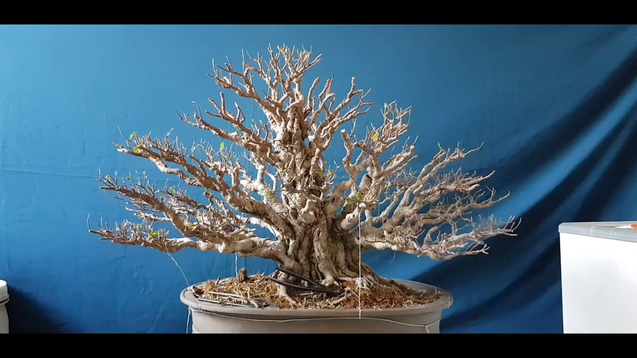 Ficus bonsai named Tito explained (with  English Subtitle)