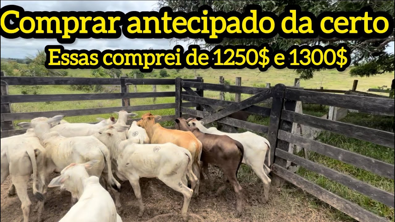 Comprei de 1.250@ 1.300$ como isso comprar no pé da vaca 