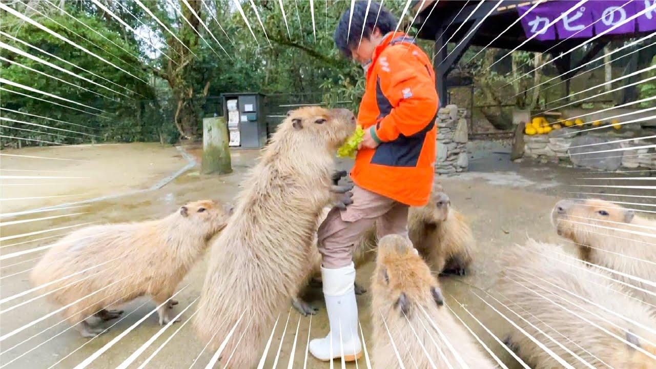 美味すぎるエサを求めて四足歩行をやめたカピバラはコチラです【ビーバー・ヤギ・ブラジルバク・アルパカ】
