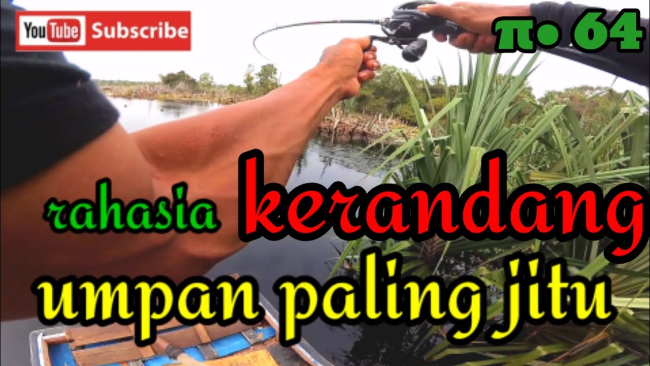 MANCING KERANDANG|| umpan kerandang tradisional paling jitu tak ada di jual