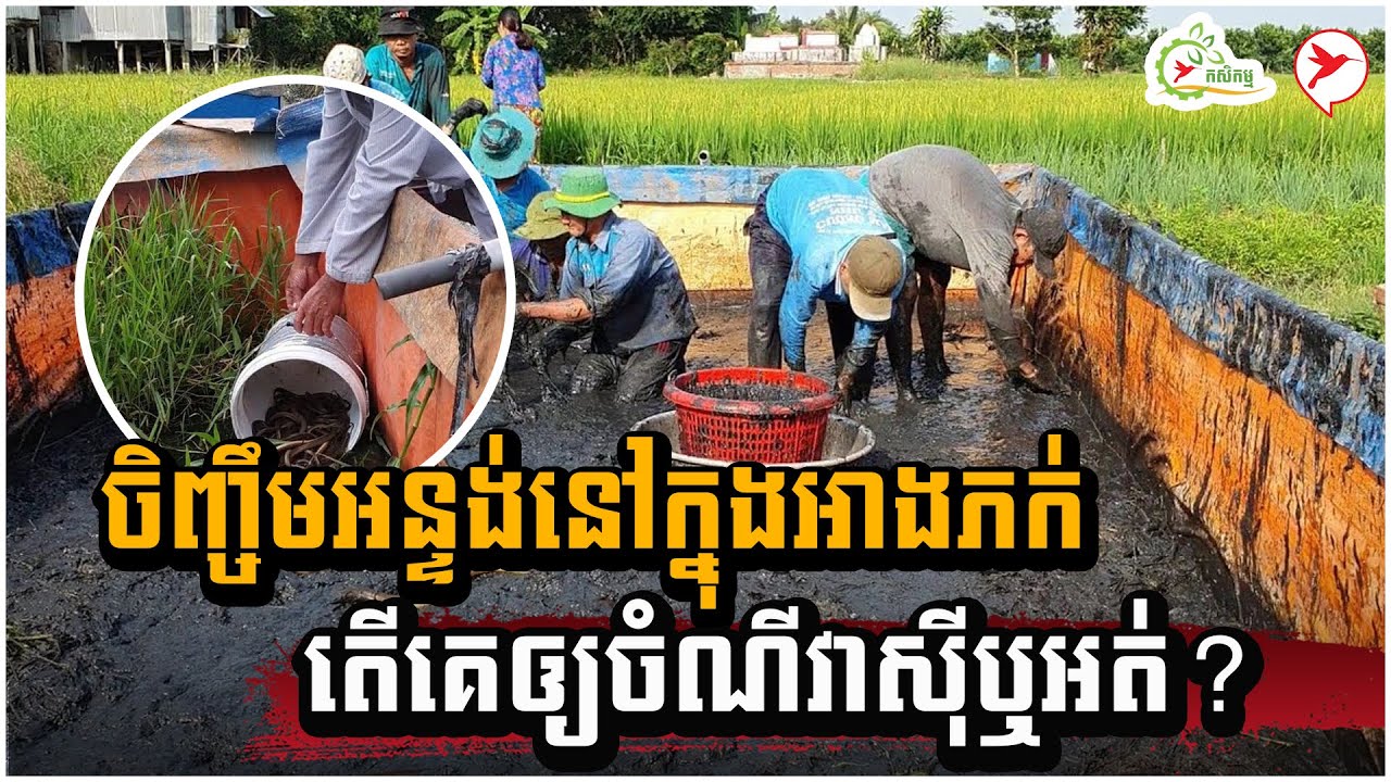 ចិញ្ចឹមអន្ទង់នៅក្នុងអាងភក់ តើគេឲ្យចំណីវាស៊ីឬអត់? | កម្មវីធីកសិកម្ម
