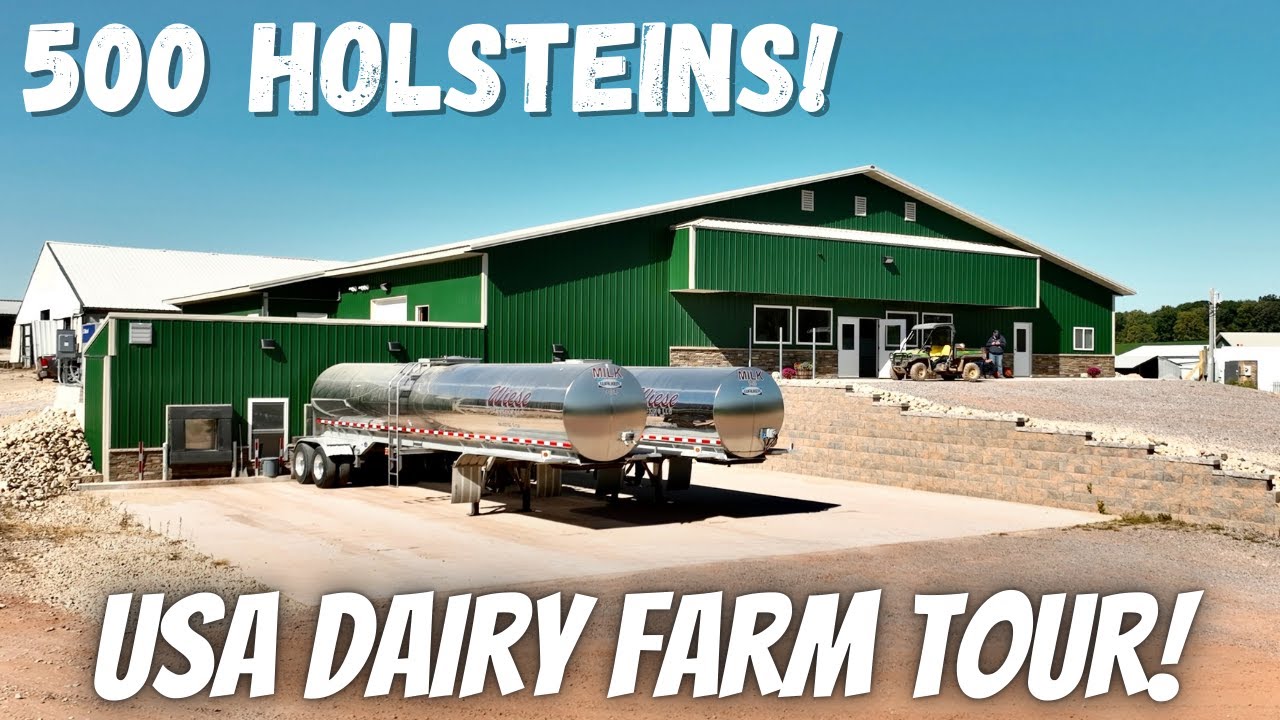 Milking 500 Cows In Wisconsin USA! 🇺🇸