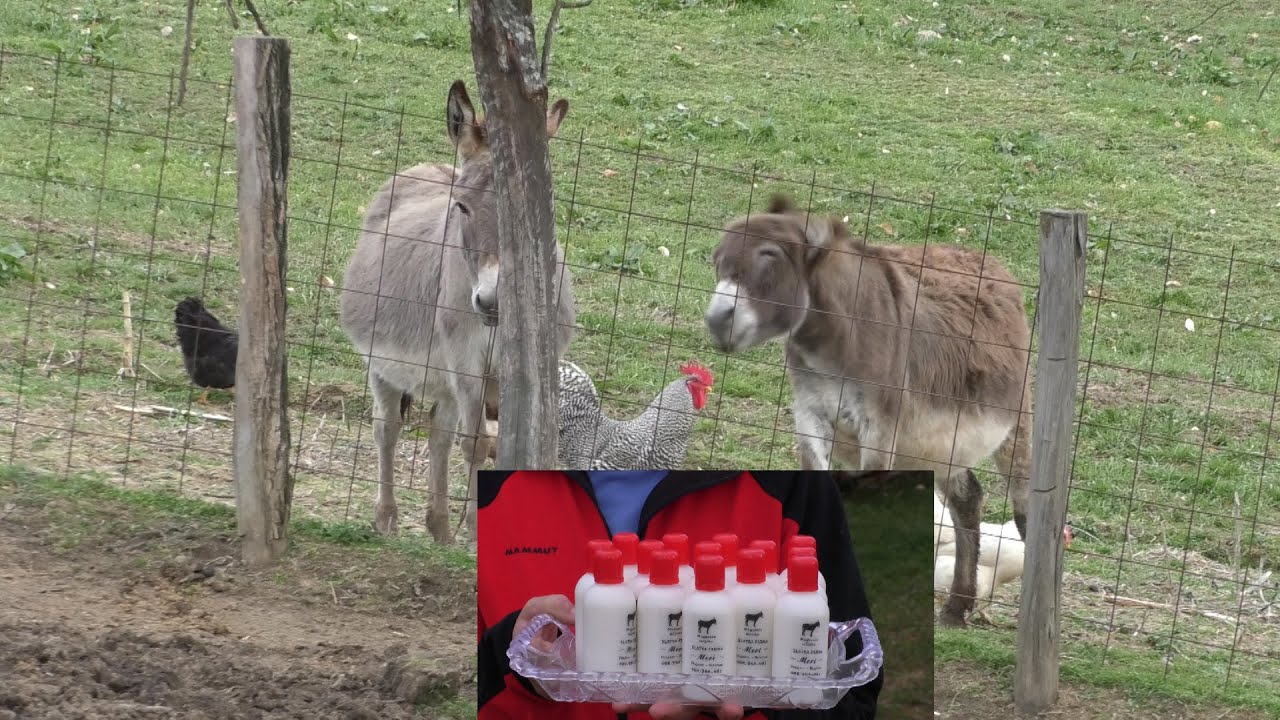 -MAGAREĆE MLIJEKO FARME MERI TRAŽENO U EVROPI I SVIJETU -