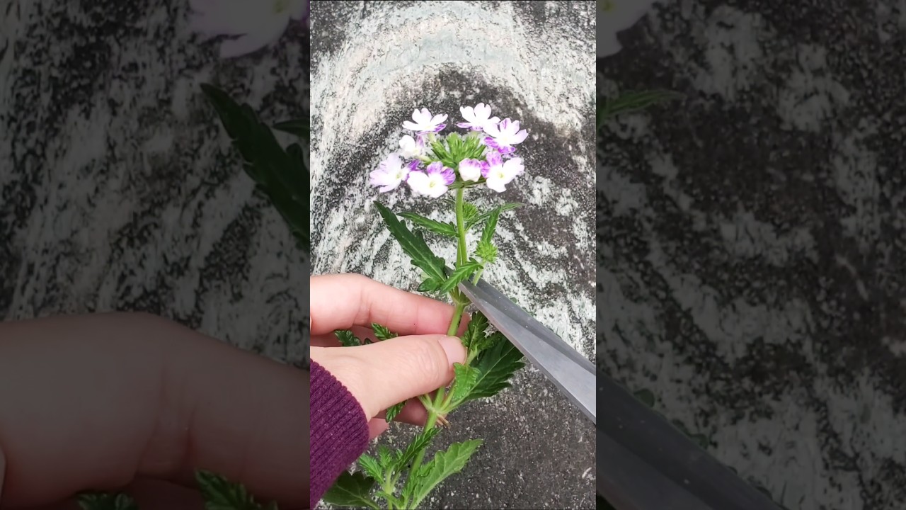 Propagating Verbena: from cutting to pot #garden