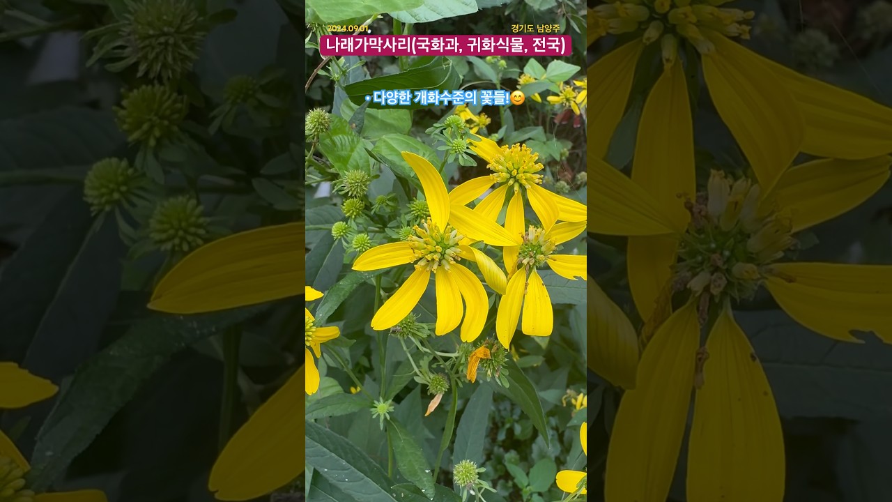 [GG-P486]#나래가막사리 #국화과 #설상화 #관상화 #북미원산 #귀화식물 #생태교란종 #생태감수성 #경기도 #남양주 #생물다양성 #주변생물 #생태전환교육