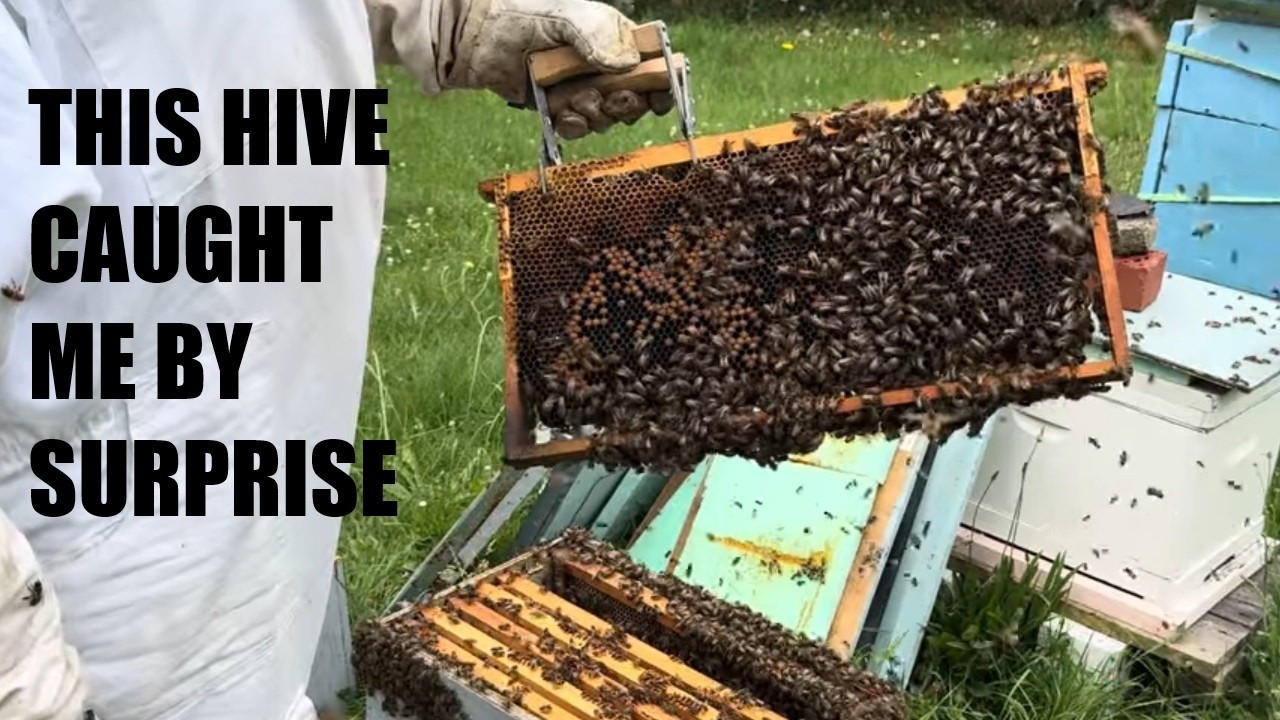 Are They About to Swarm? 🐝😳this Beehive is a worry! | Beekeeping | Sustainability
