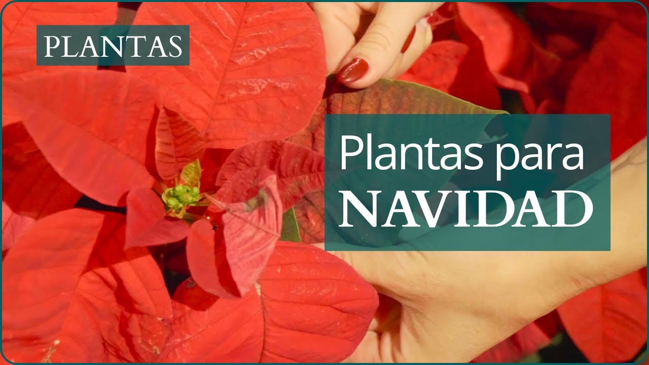 Plantas típicas de Navidad 🌟 Cuidados de la poinsettia, abeto y acebo