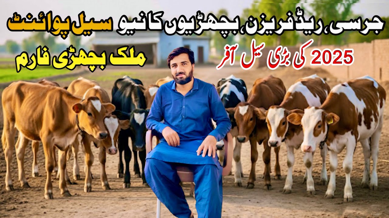 Jersey Heifers For Sale | Red Friesian Heifers | Jersey Bachrian | Heifers For Sale In Pakistan