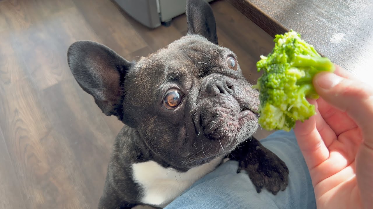 French bulldog eats broccoli with pleasure