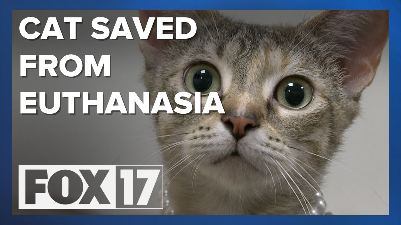 Rescue steps in after woman tries to euthanize adopted cat