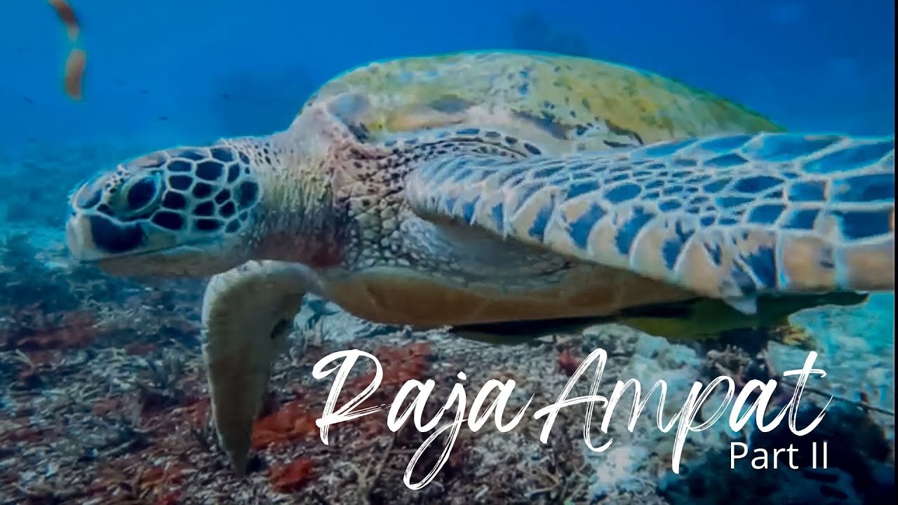 Paradise on Earth - Raja Ampat I Part II