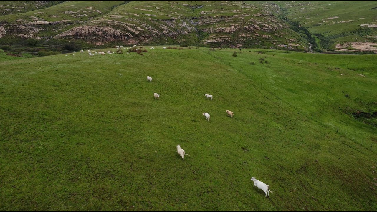 Edgehill - Cows and Mountains - Dec 2022