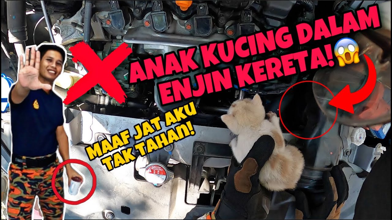 EYO PUASA LAGI?😱| KESIANYA 3 EKOR ANAK KUCING TERPERANGKAP DALAM ENJIN KERETA |