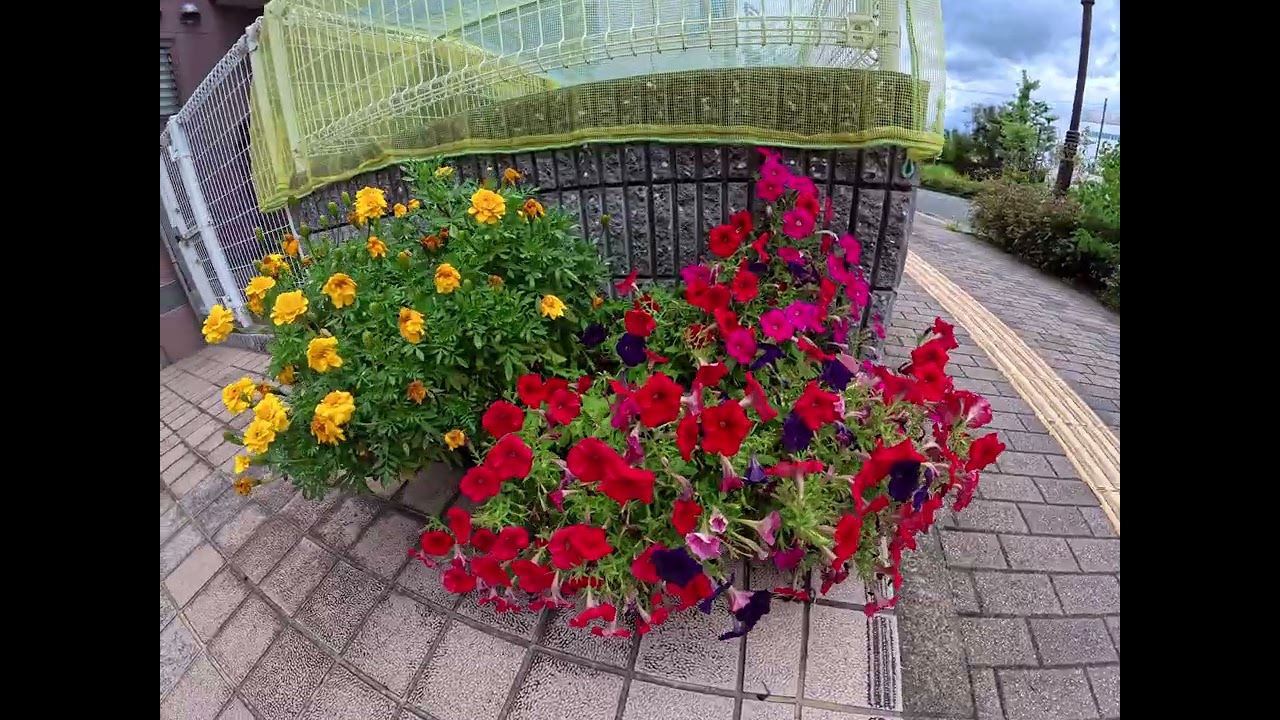 全国花のある風景　上田辺町　高槻市