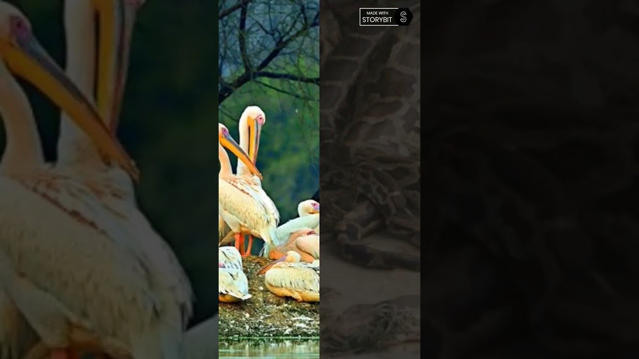bhratpur bird scentuary। happy Prachi yadav upp