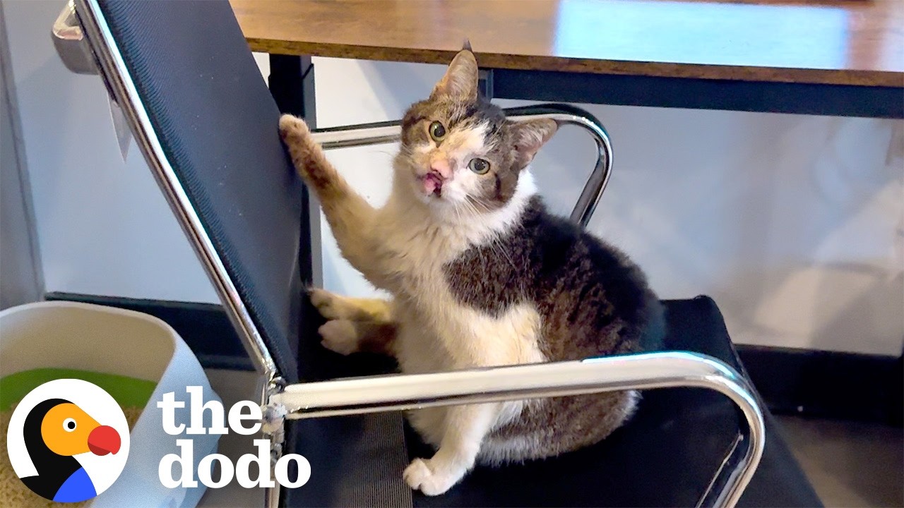 Woman Adopts Handicapped Senior Cat For The Sweetest Reason | The Dodo