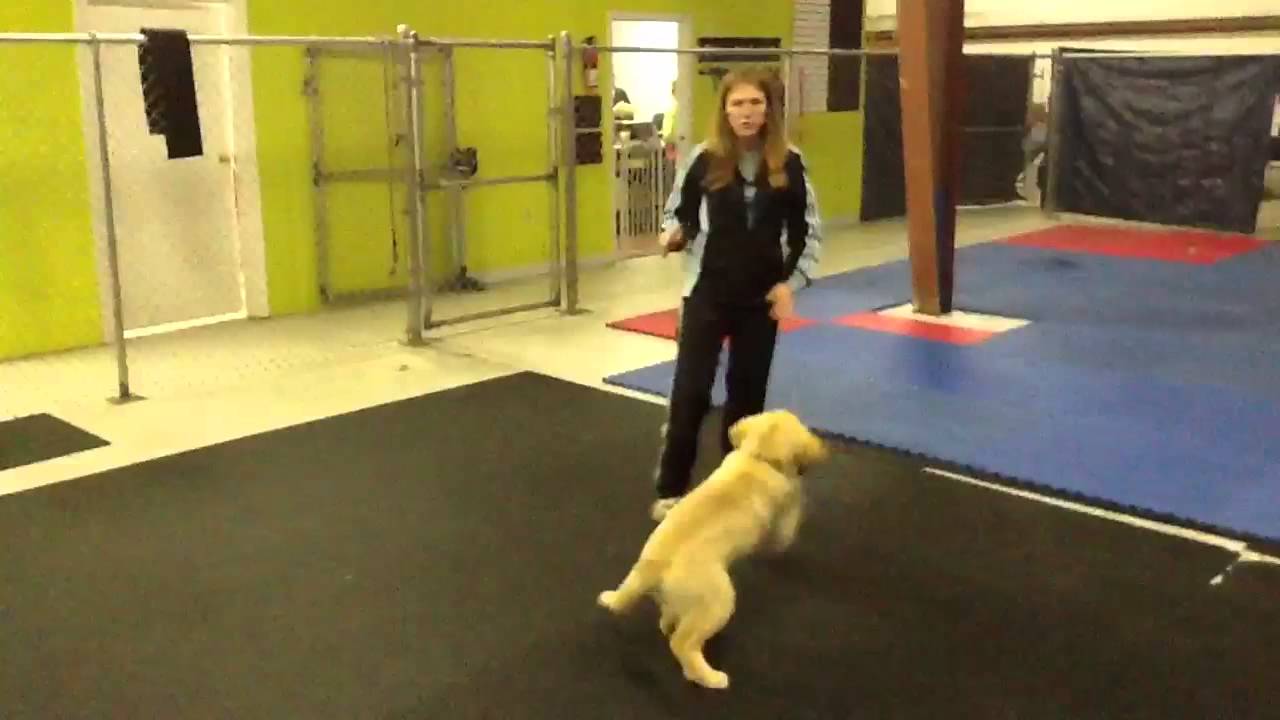Puppy Training 101: How to Play with your Dog