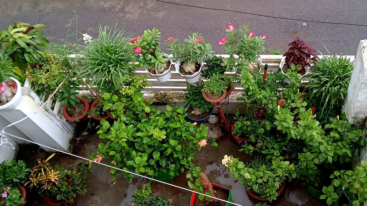 🌧️🏡 Monsoon Balcony Garden Overview / Terrace Garden Flower Plant Care in Rainy Season Gardening 