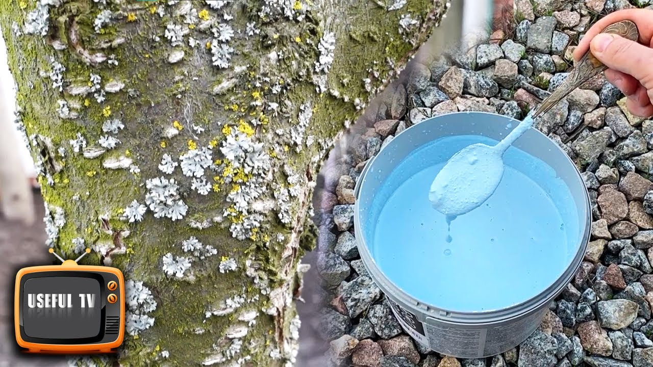 This homemade whitewash burns out all pests, lichens and fungi on fruit trees