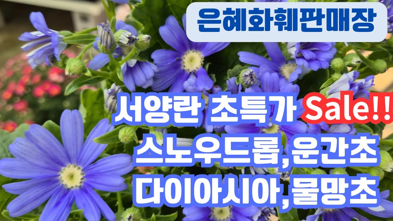 은혜화훼판매장🌳전화주문☎ 010 26514421#스노우드롭#운간초#제라늄30종#물망초#다이아시아#목마가렛 아프리콧,마젠타#서양난초특가sale!! 호접란 로제,CJ333,황제,루피🌳