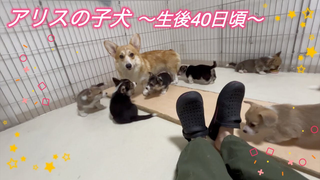 アリスの子犬〜生後40日頃〜