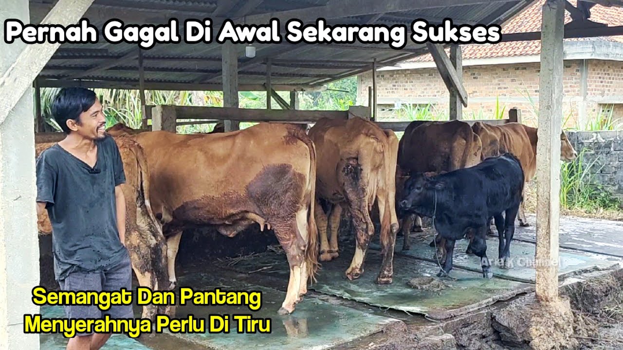 BANGKRUT DAN HAMPIR PUTUS ASA DI AWAL,SEKARANG MENUAI SUKSES TERNAK SAPI