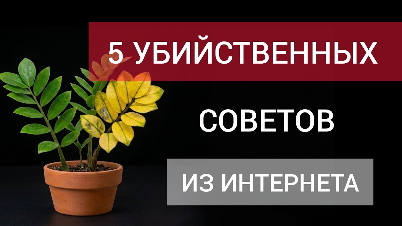 НИКОГДА НЕ ДЕЛАЙТЕ ТАК! 😱 5 смертельных ошибок в уходе за замиокулькасом
