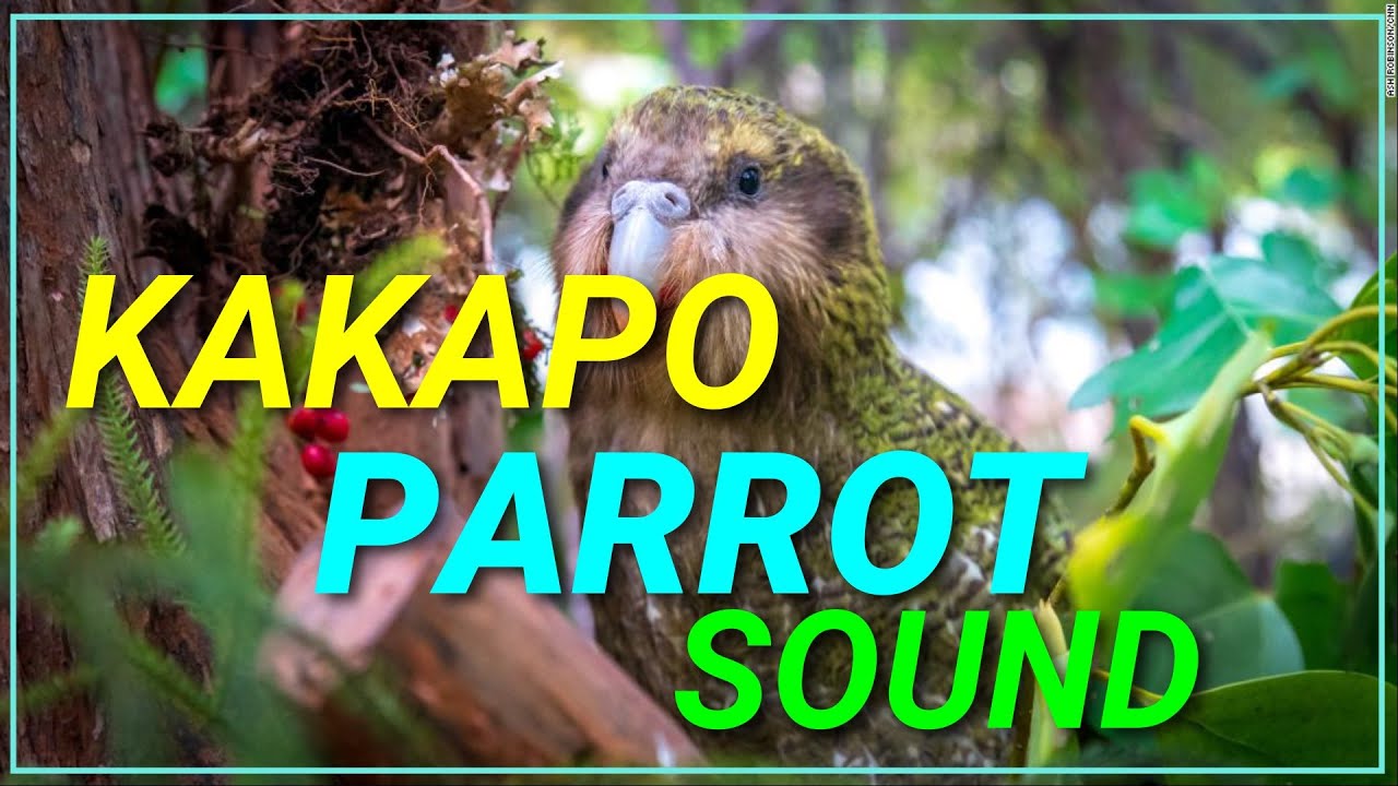 How a Kakapo Parrot Sound? | Male Call | Bird | Nature Natural Planet | Animal