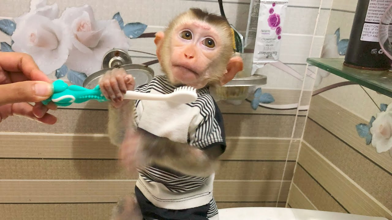 Monkey Bin has breakfast with his mother in the morning